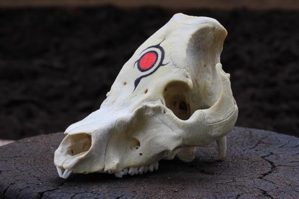 豚の頭骨標本 | ドワンゴジェイピーストア